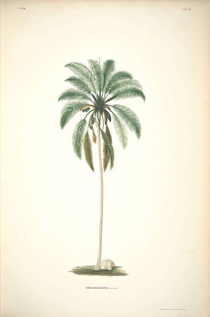 no HD illustration available (3)