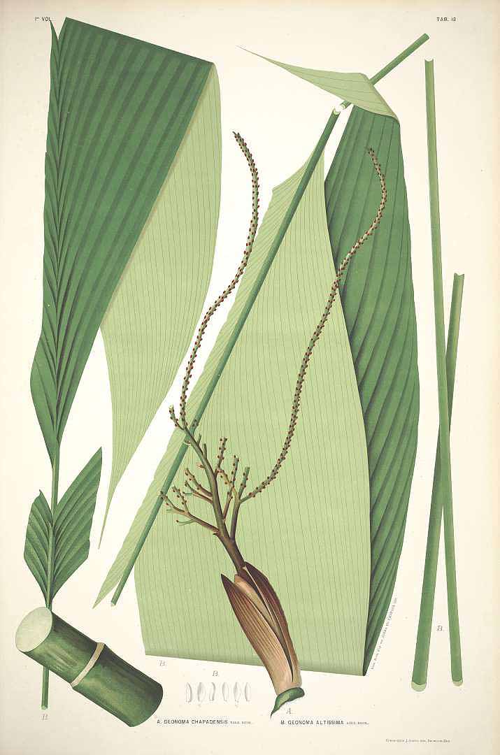 no HD illustration available (3)