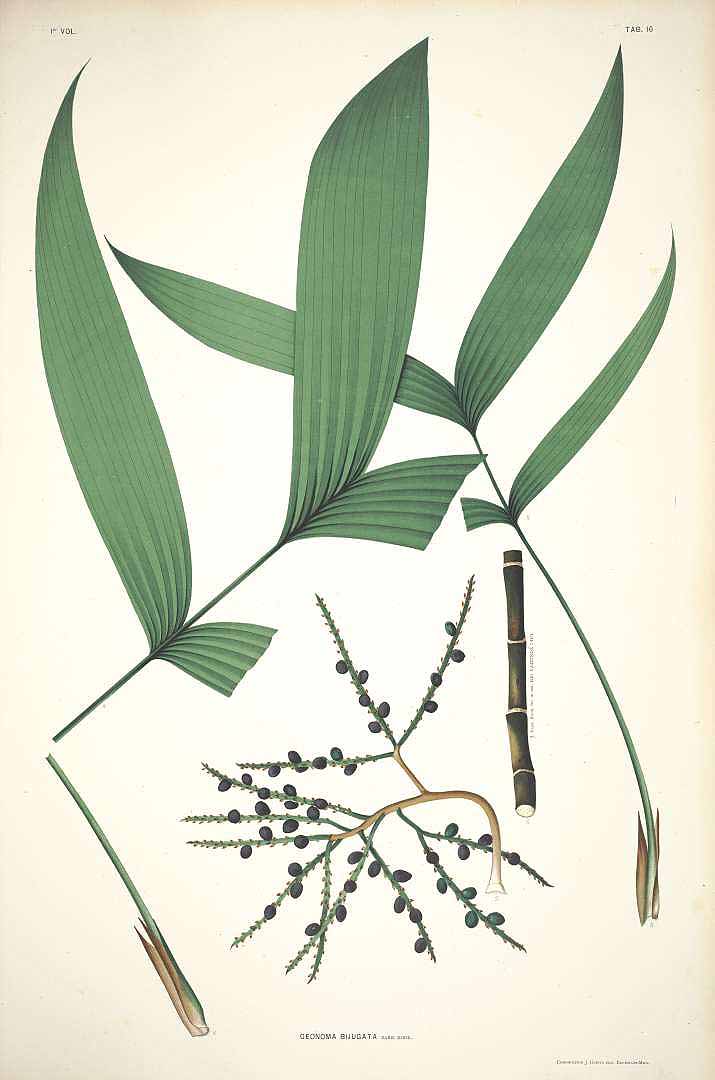 no HD illustration available (3)