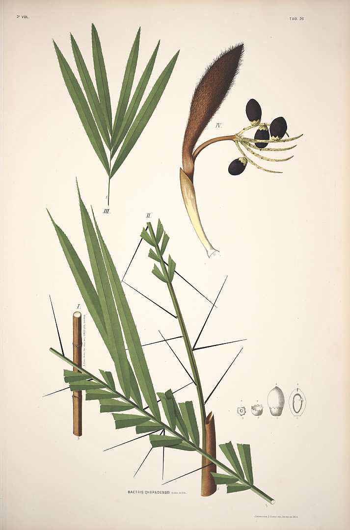 no HD illustration available (3)