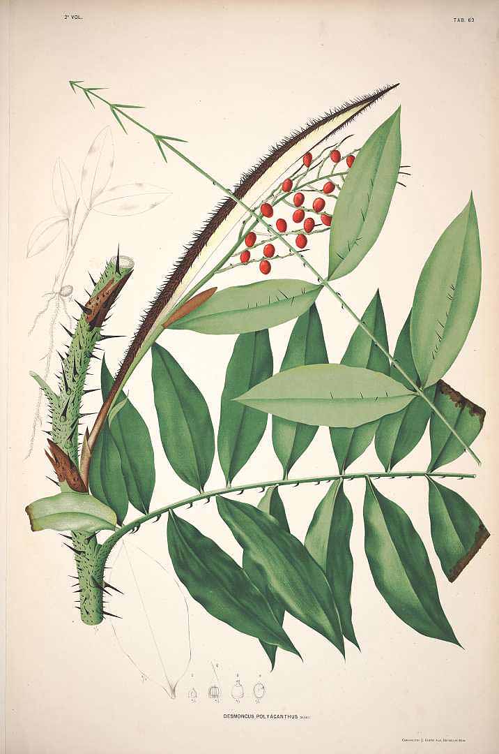 no HD illustration available (3)