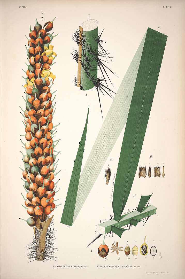 no HD illustration available (3)