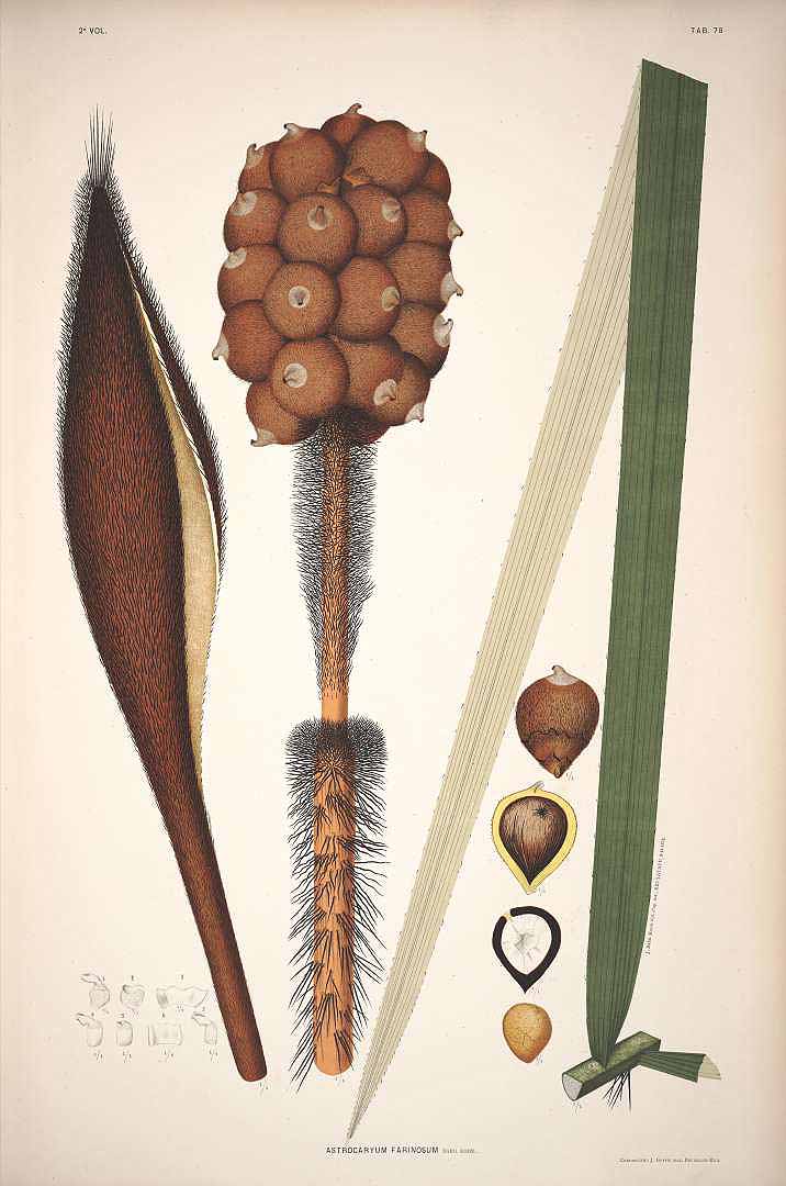 no HD illustration available (3)