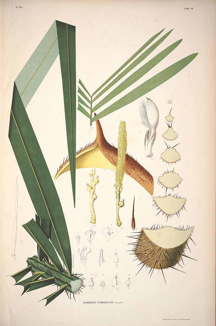 no HD illustration available (3)