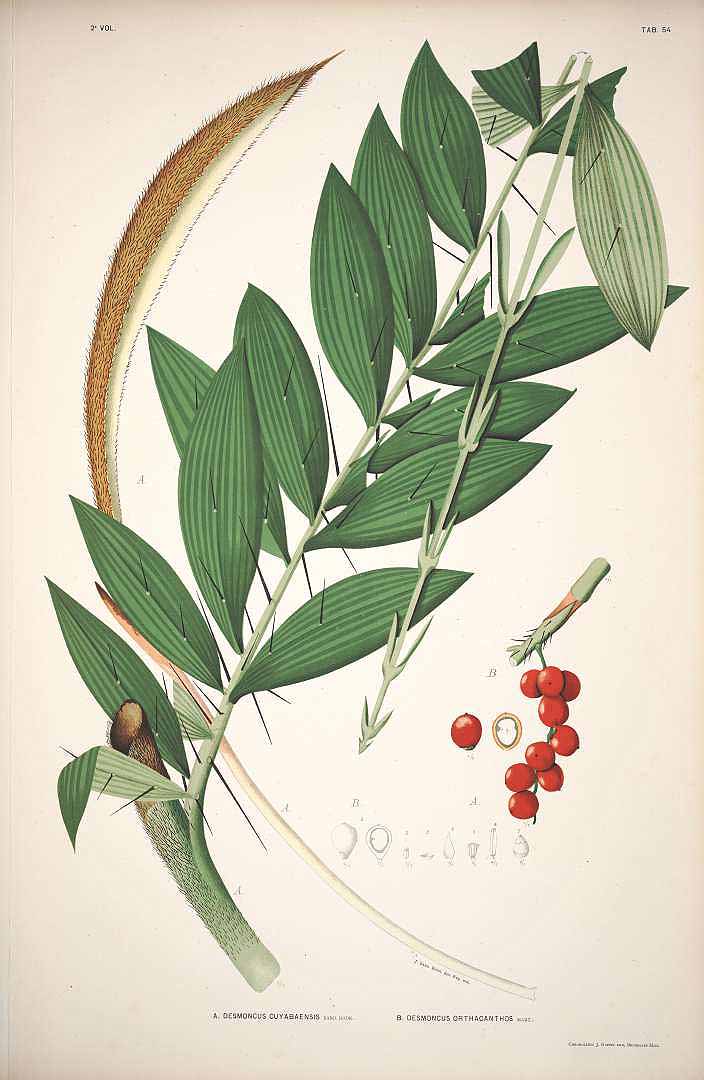 no HD illustration available (3)