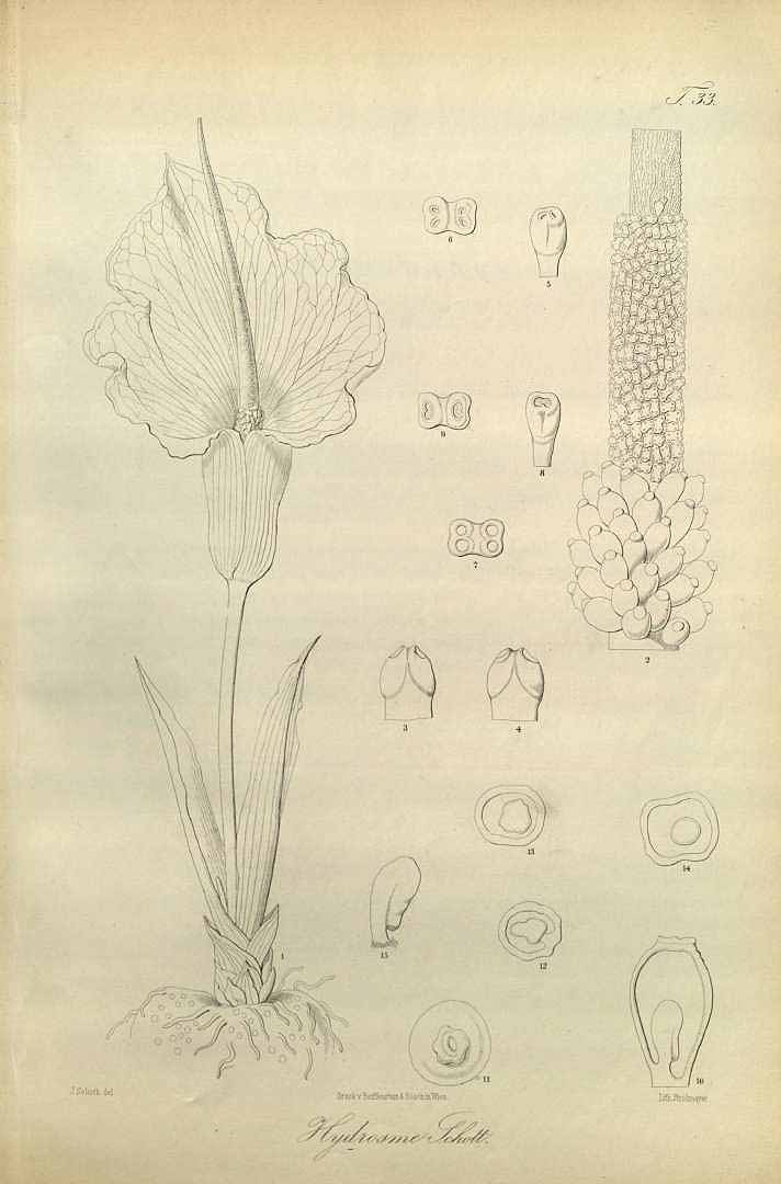 no HD illustration available (3)