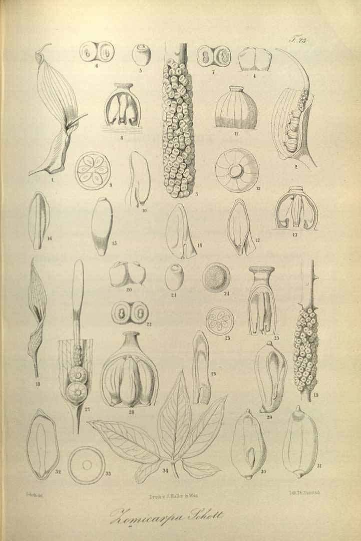 no HD illustration available (3)