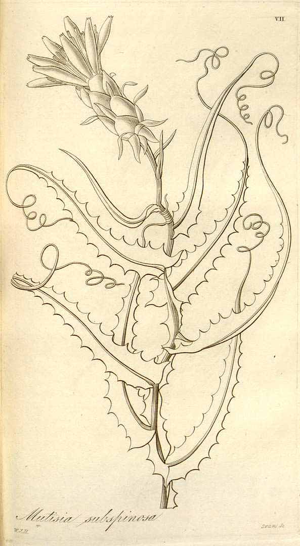 no HD illustration available (3)