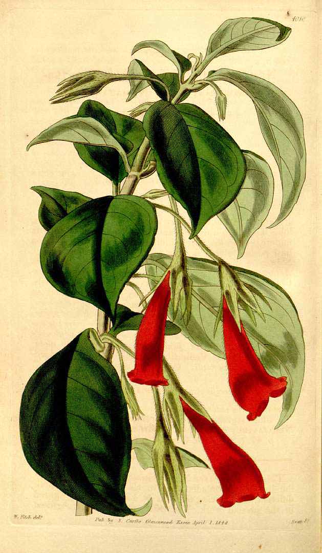 no HD illustration available (3)