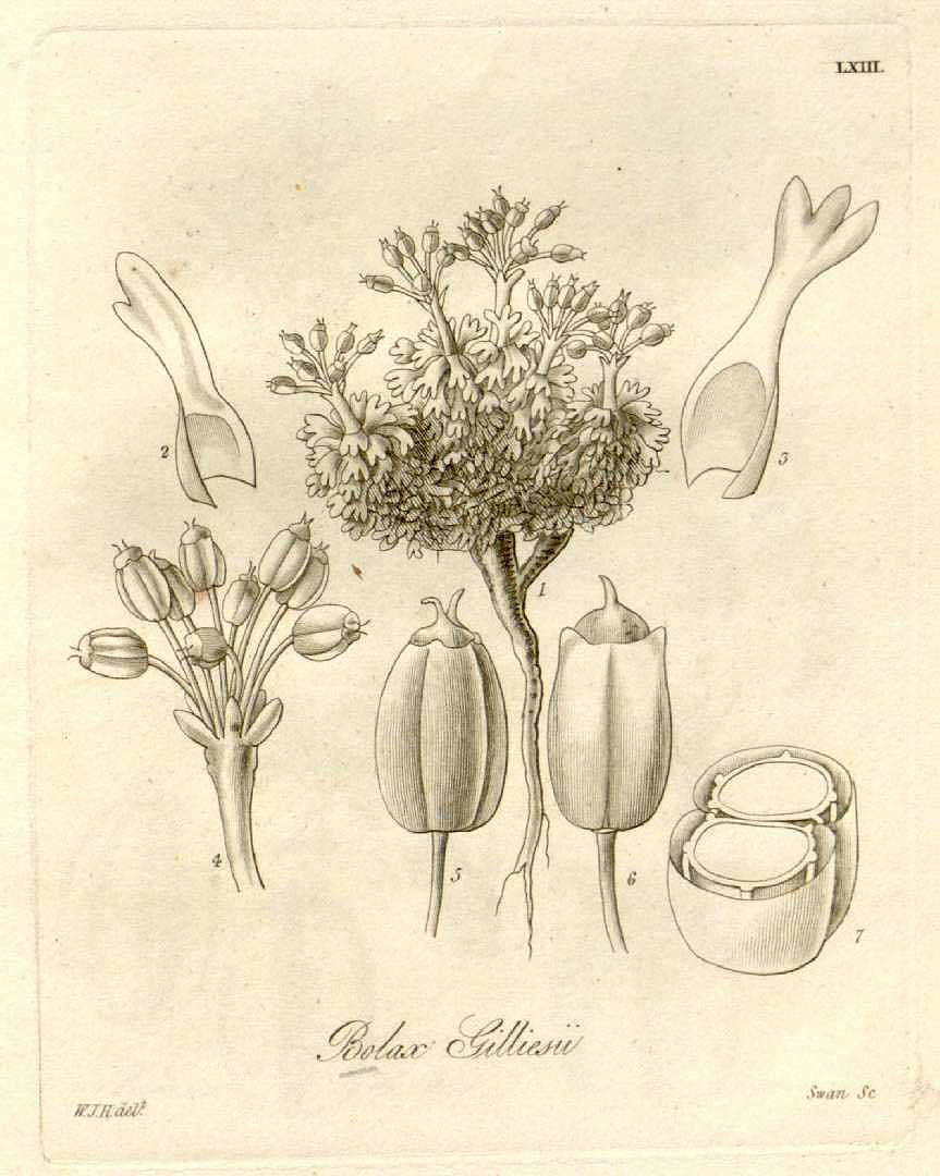 no HD illustration available (3)