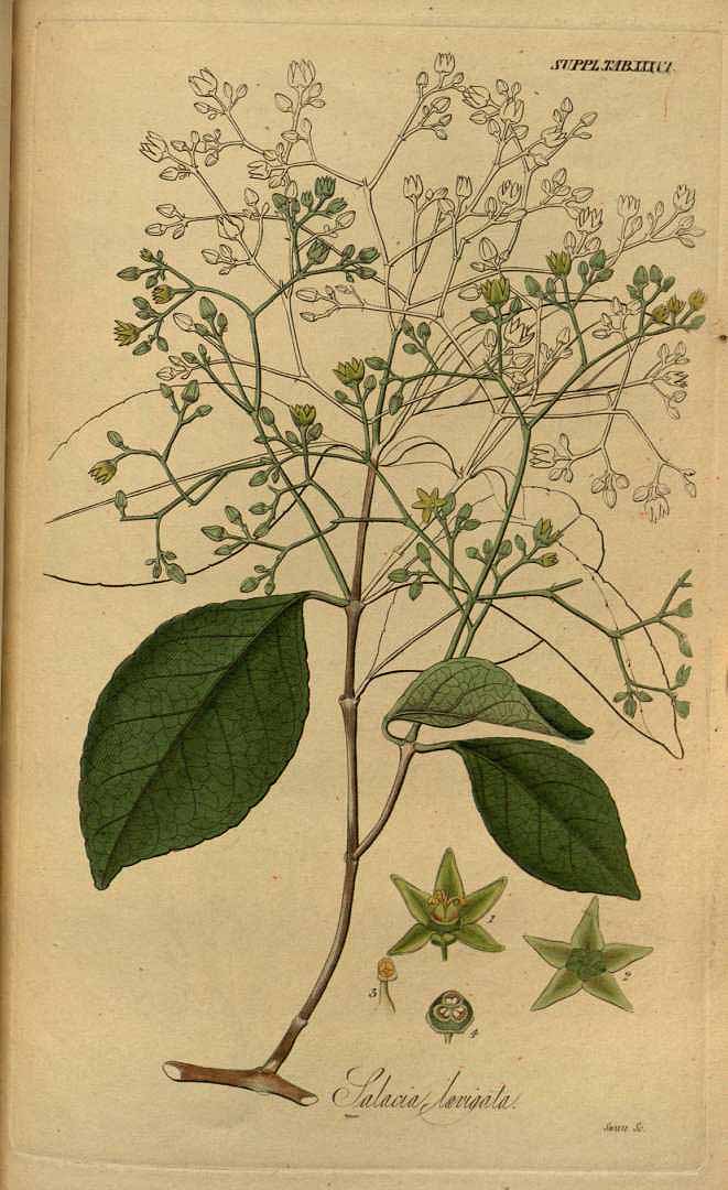 no HD illustration available (3)