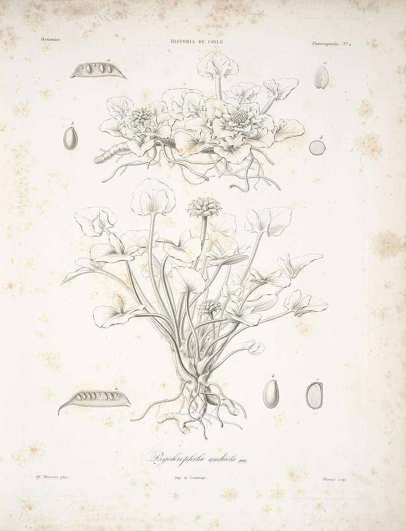 no HD illustration available (3)