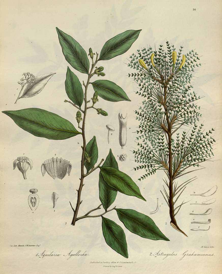 no HD illustration available (3)