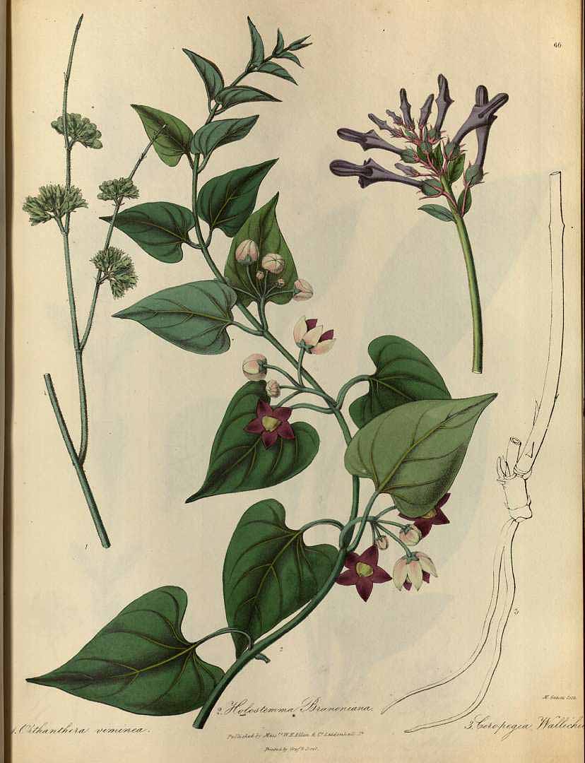 no HD illustration available (3)