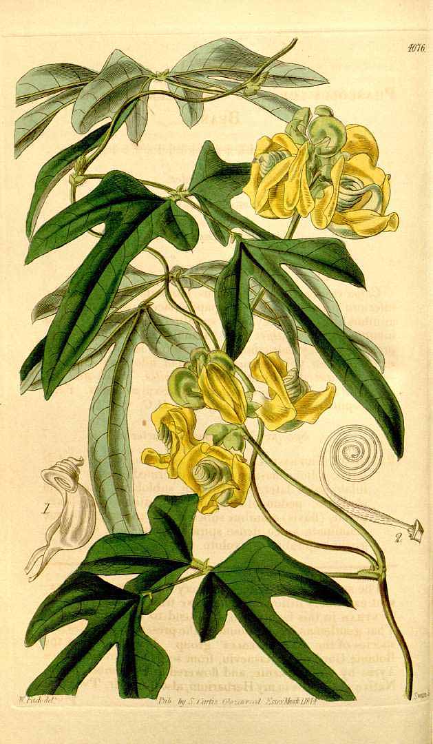 no HD illustration available (3)