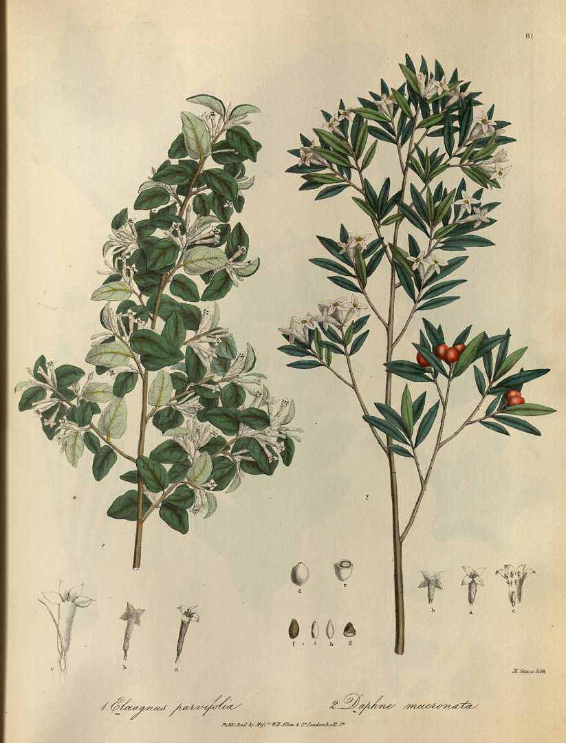 no HD illustration available (3)