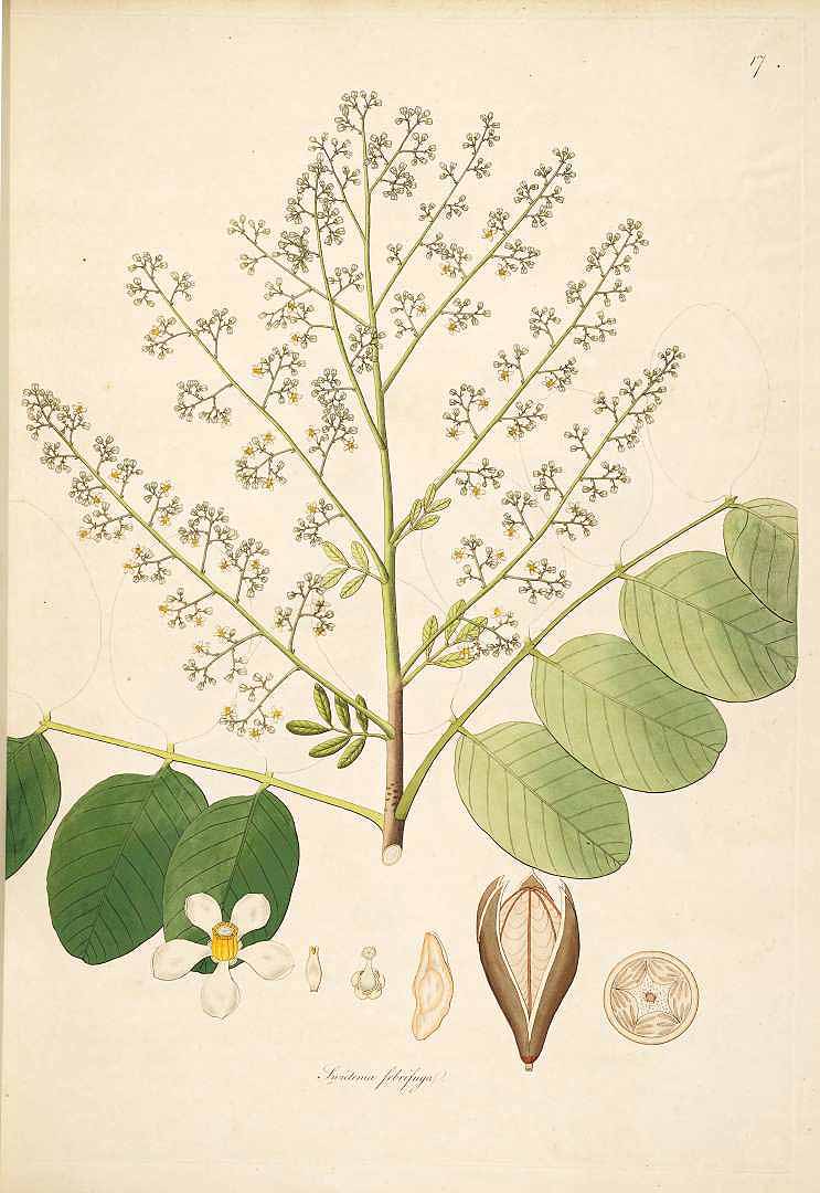 no HD illustration available (3)