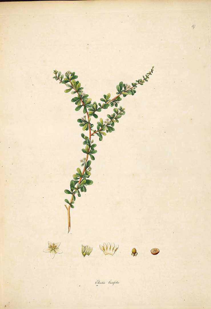 no HD illustration available (3)