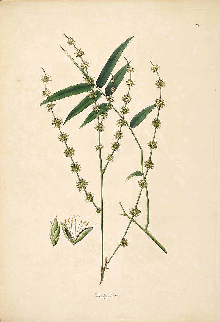 no HD illustration available (3)