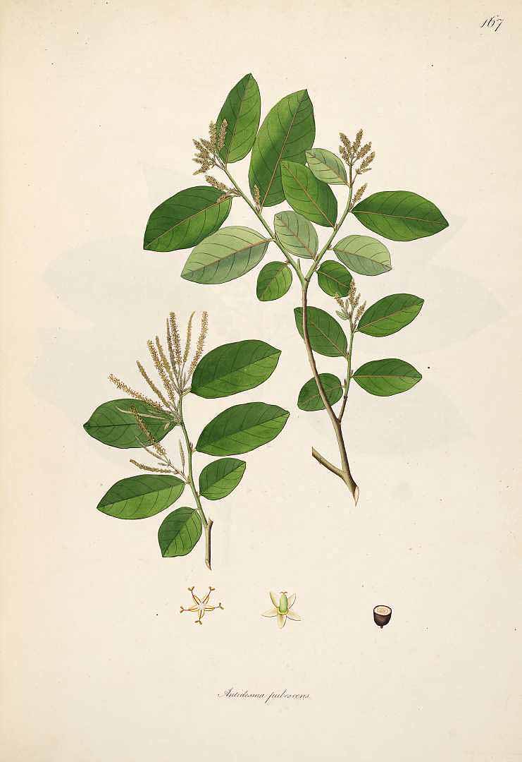 no HD illustration available (3)