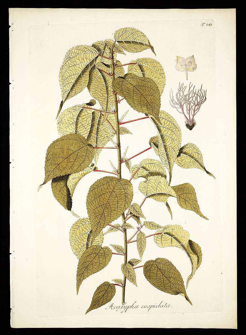 no HD illustration available (3)