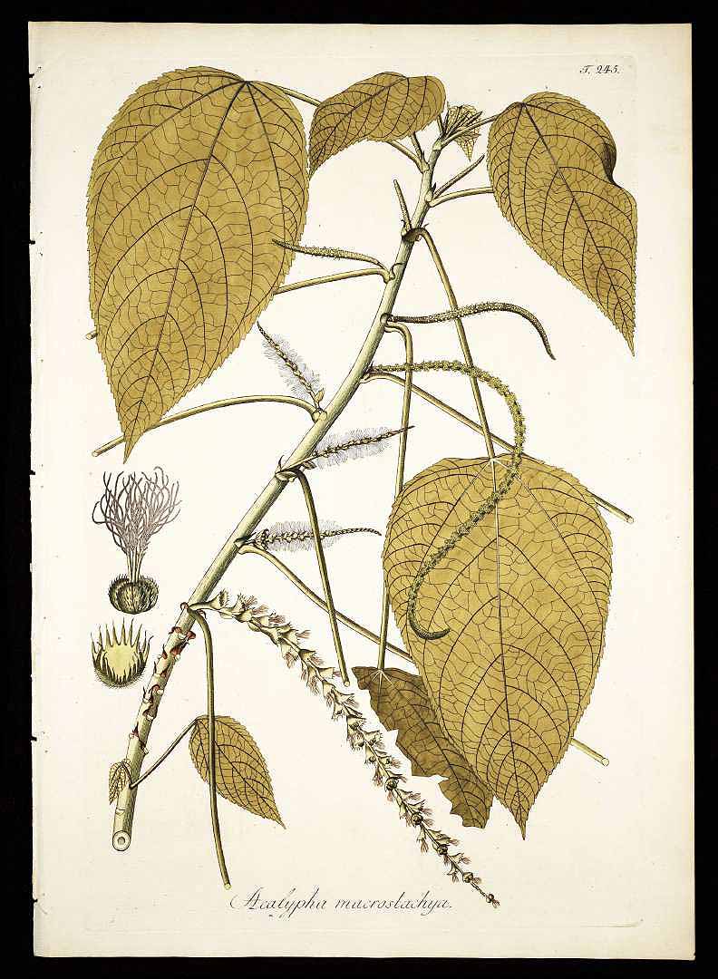 no HD illustration available (3)