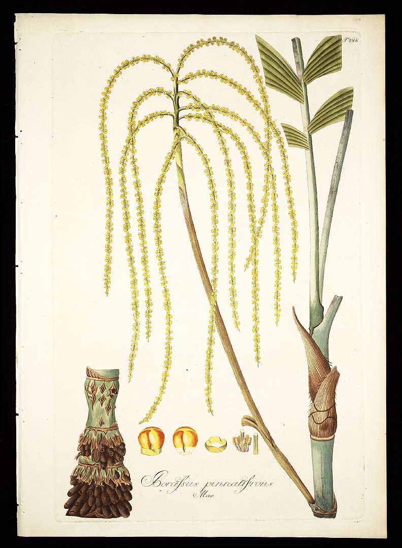 no HD illustration available (3)