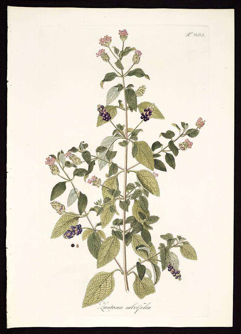 no HD illustration available (3)