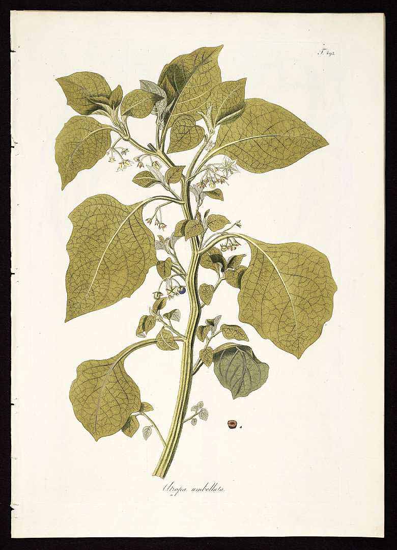 no HD illustration available (3)