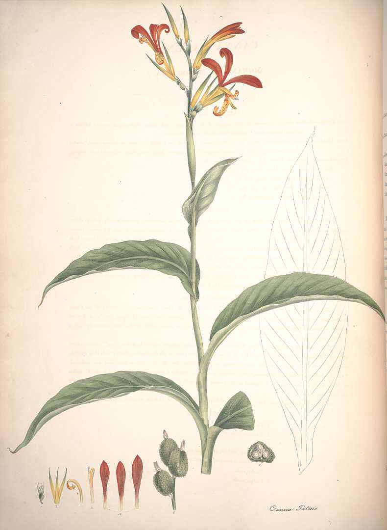 no HD illustration available (3)