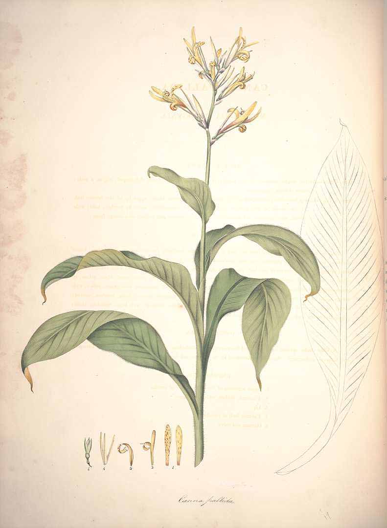 no HD illustration available (3)