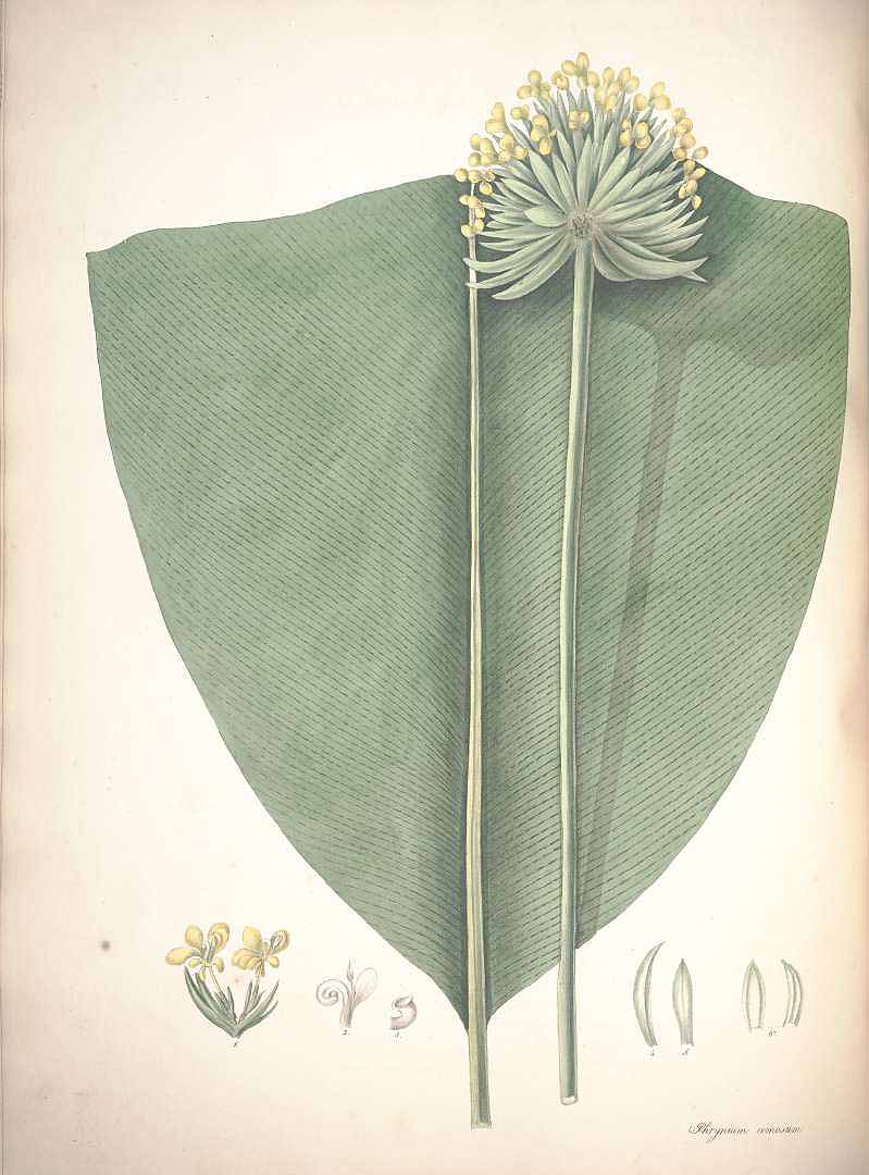 no HD illustration available (3)