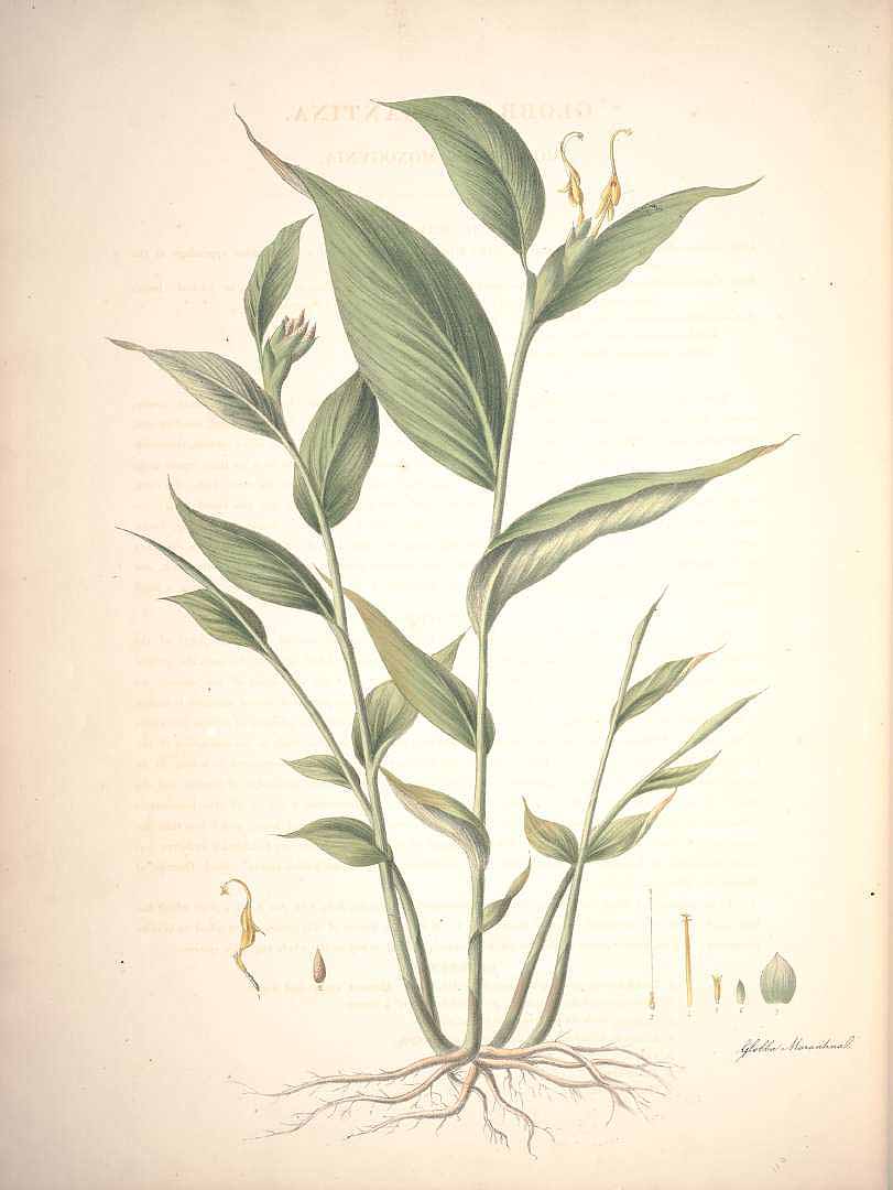 no HD illustration available (3)