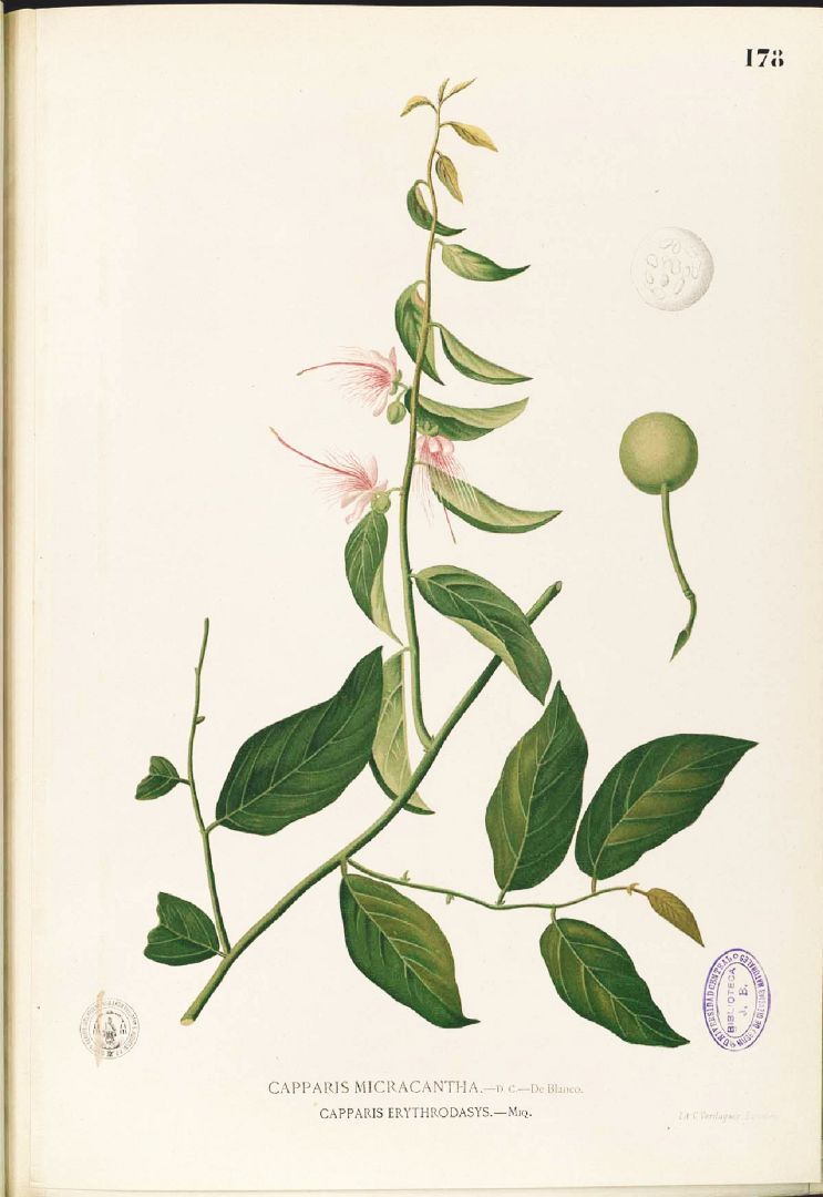 no HD illustration available (3)