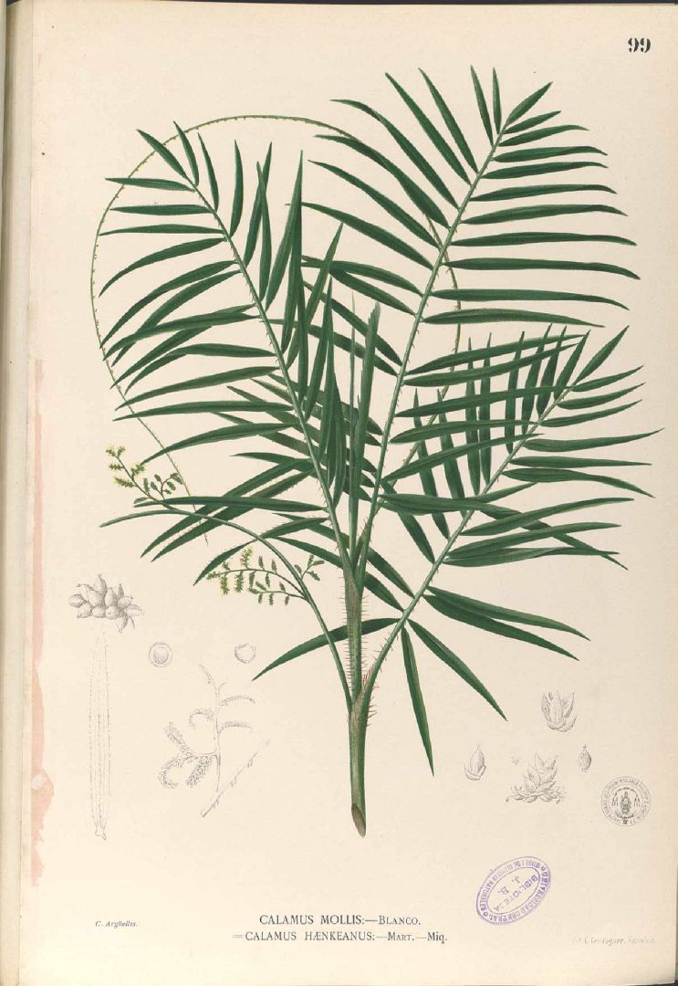 no HD illustration available (3)