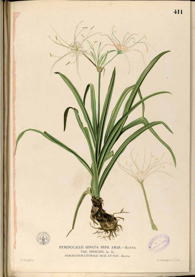 no HD illustration available (3)