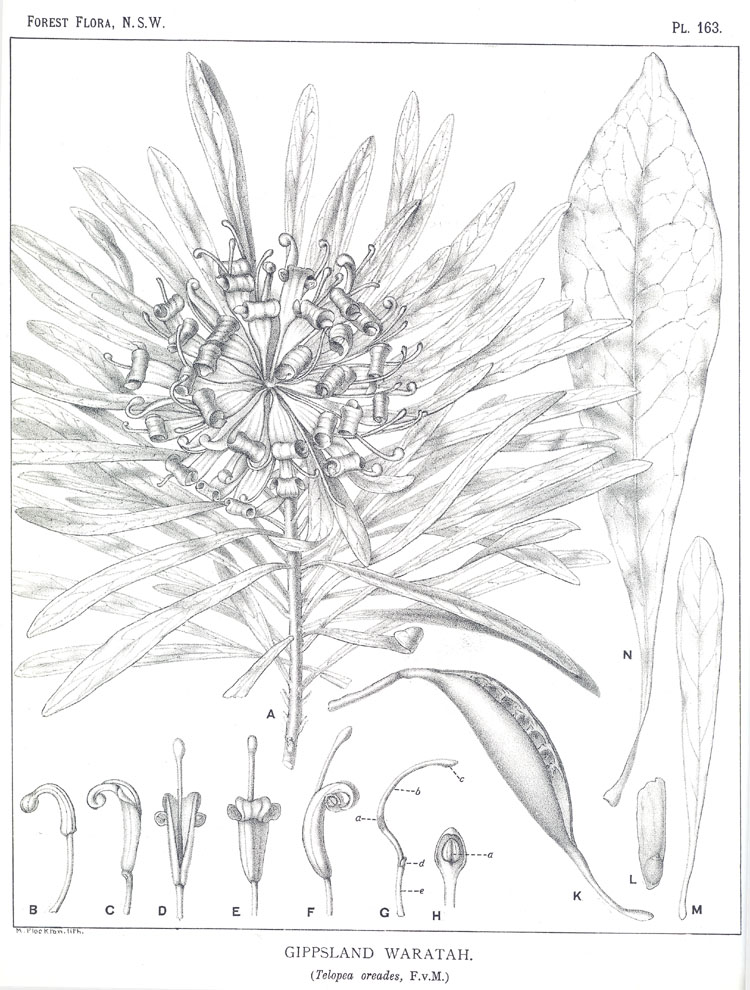 no HD illustration available (3)