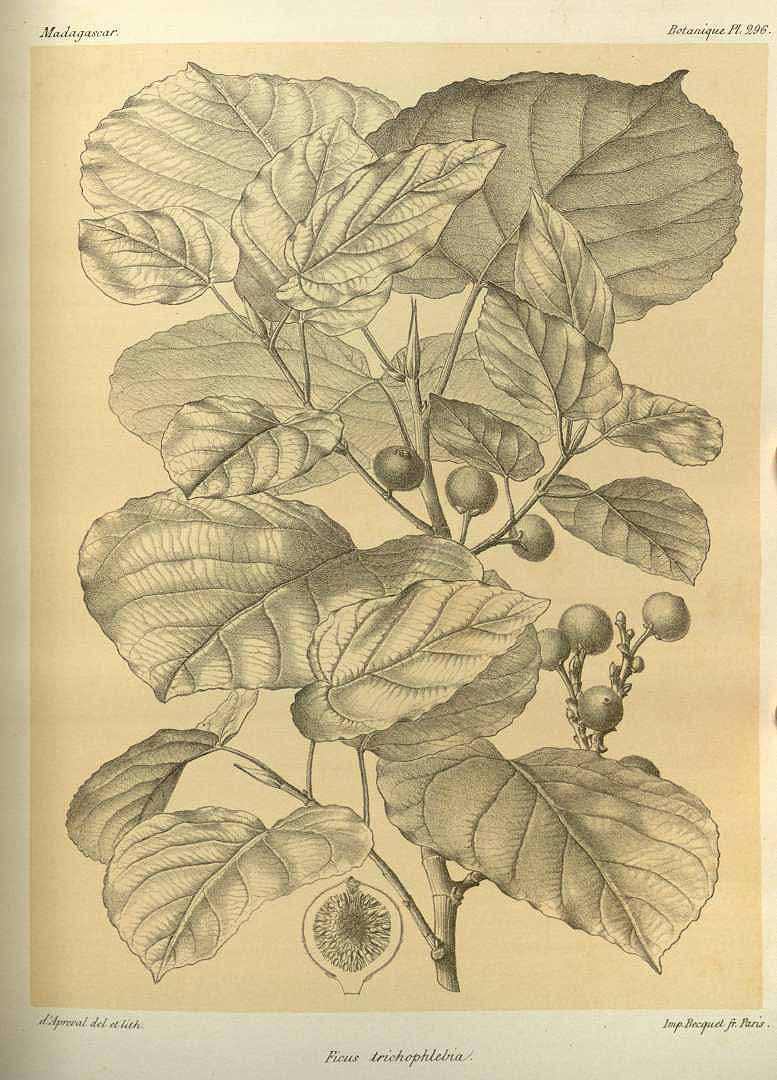 no HD illustration available (3)