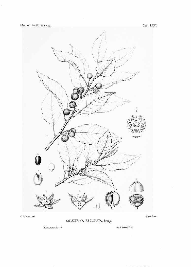 no HD illustration available (3)