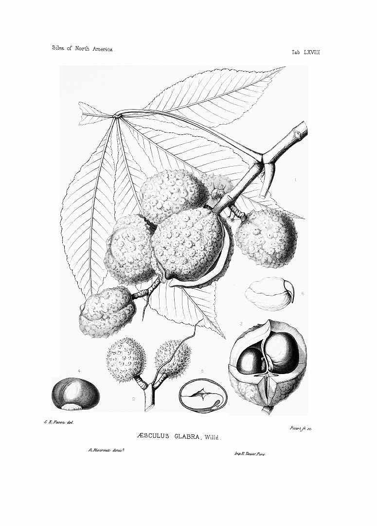 no HD illustration available (3)