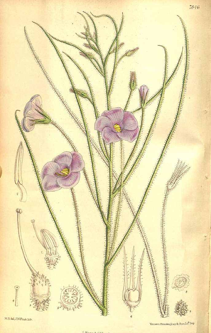 no HD illustration available (3)