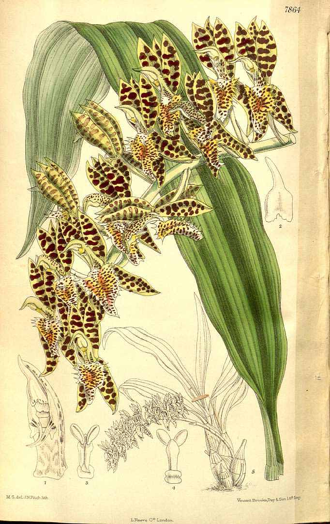 no HD illustration available (3)