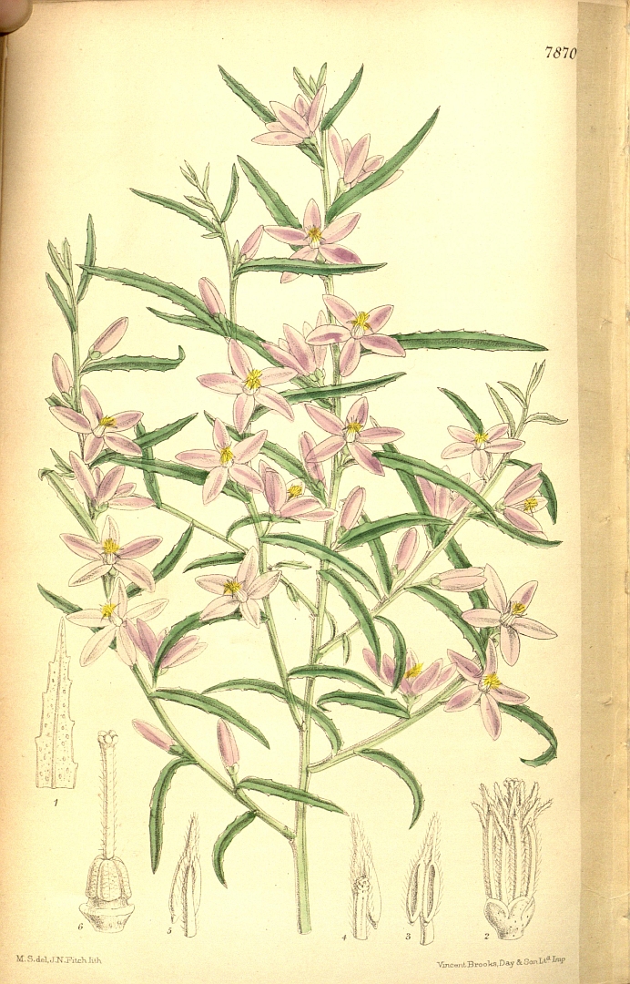 no HD illustration available (3)