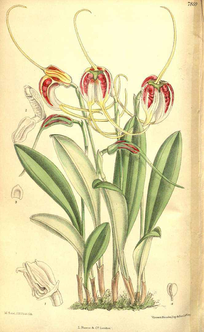 no HD illustration available (3)