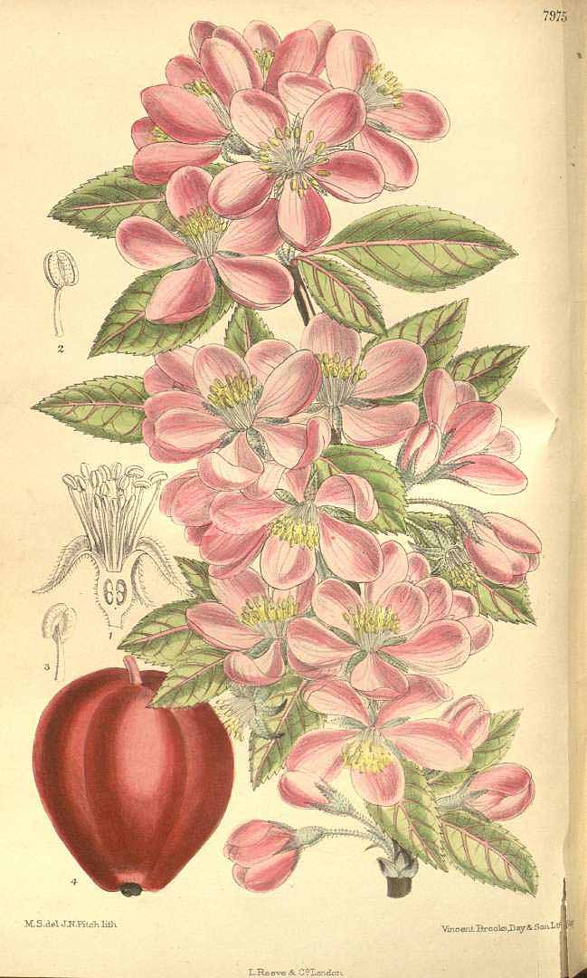 no HD illustration available (3)