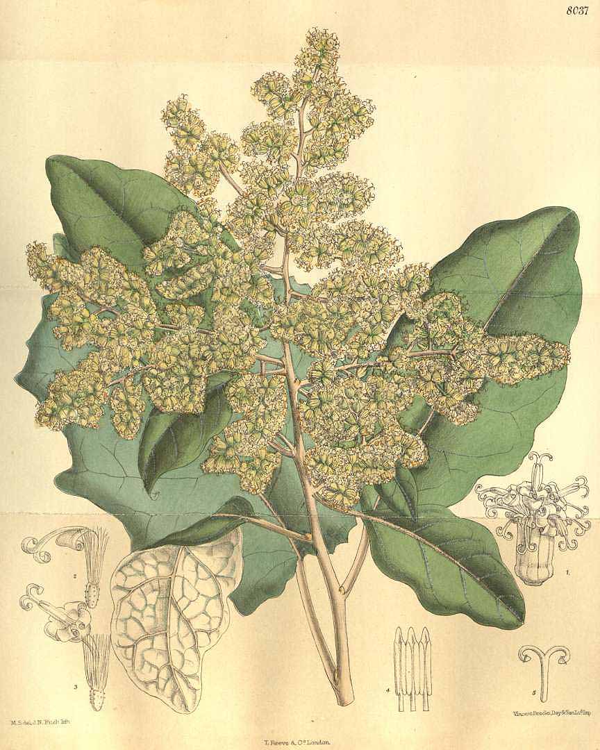 no HD illustration available (3)