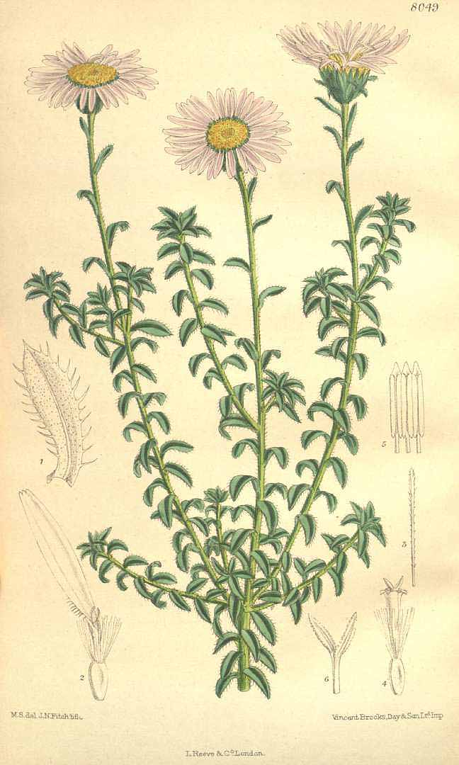 no HD illustration available (3)