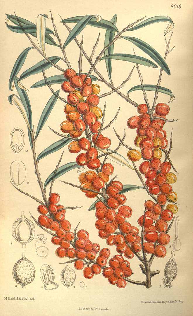 no HD illustration available (3)