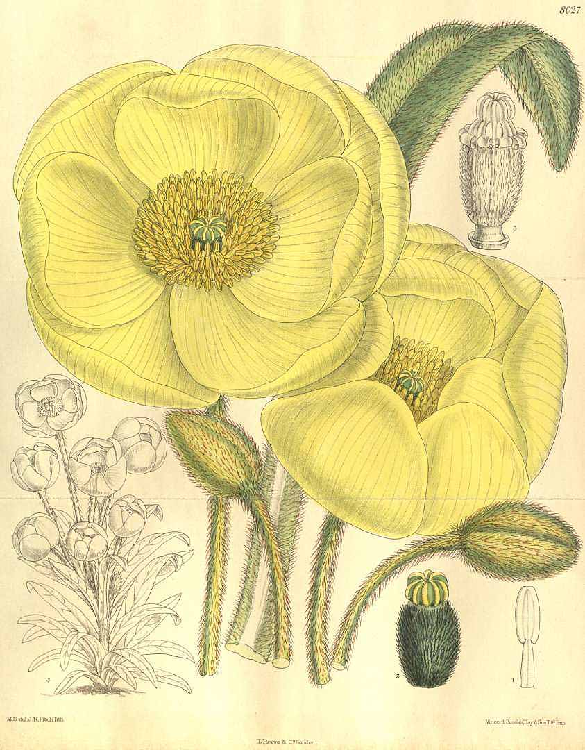 no HD illustration available (3)