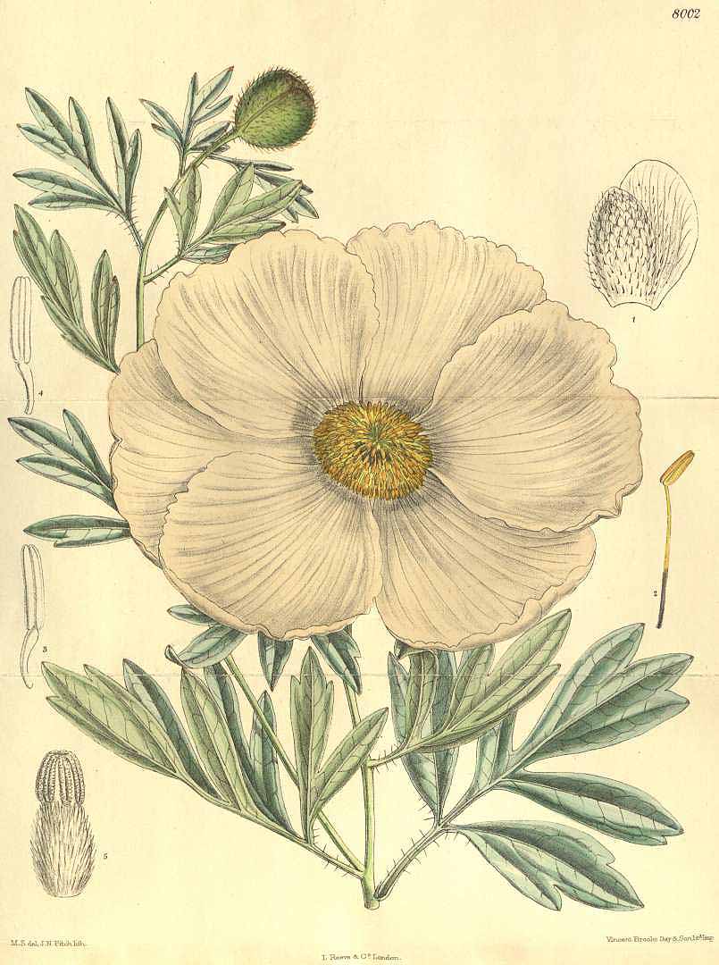 no HD illustration available (3)